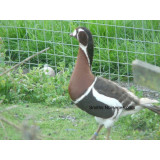 Blonde Red Breasted Geese